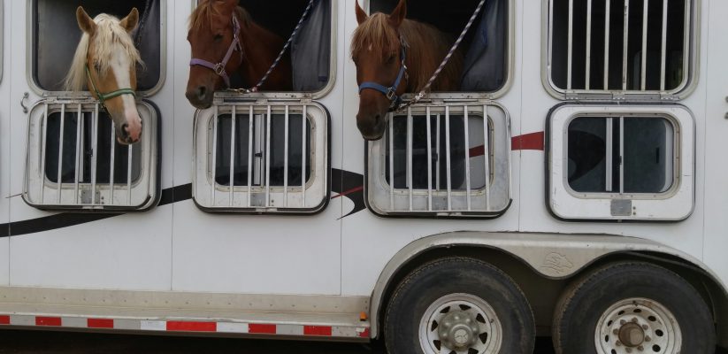 trailer paard